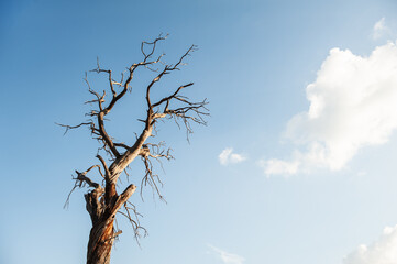 Fototapeta na wymiar Branches of dry tree against cloudy sky