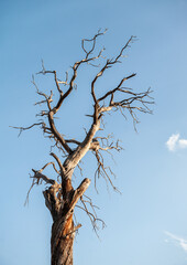 Branches of dry tree against cloudy sky