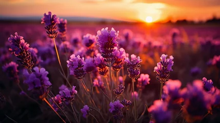 Fotobehang Sunlit Lavender Field: Blooming Beauty © Sthefany