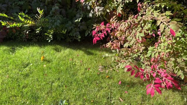 Autumn leaves euonymus alatus bush, winged spindle, winged, burning bush.