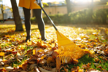 Close-up of a fan rake collecting fallen yellow leaves in a clearing. An activist clears leaves. Concept of volunteering, cleaning, ecology.