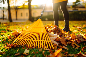 Close-up of a fan rake collecting fallen yellow leaves in a clearing. An activist clears leaves. Concept of volunteering, cleaning, ecology.
