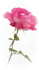 Blume Blütezeit rosa pink highkey Fotografie Blätter Stacheln hell 