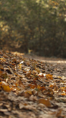 Autumn leaves near the road in the forest