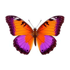 butterfly isolated on transparent 