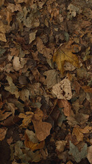 Autumn leaves on the ground in the forest