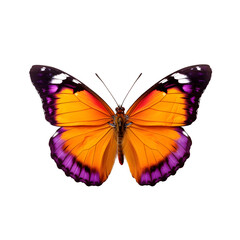 butterfly isolated on transparent 