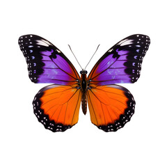 butterfly isolated on transparent background 