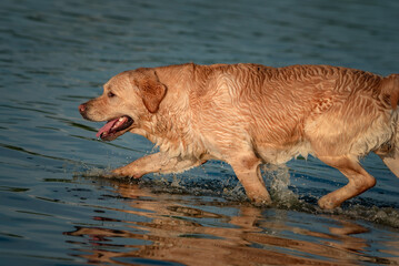 A beautiful purebred Labrador plays in the river in summer.