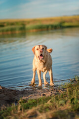 A beautiful purebred Labrador plays in the river in summer.