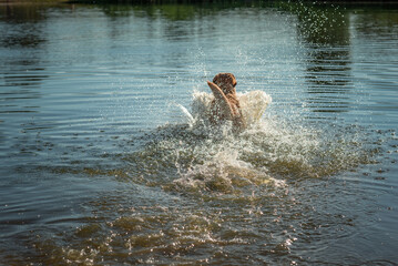 Fototapeta na wymiar A beautiful purebred Labrador plays in the river in summer.