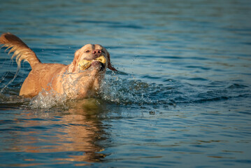 A beautiful purebred Labrador plays in the river in summer.