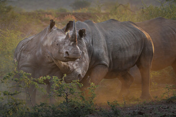 Two white rhinos fighting in the late afternoon