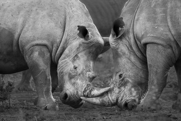 Obraz premium Two white rhinos fighting in the late afternoon
