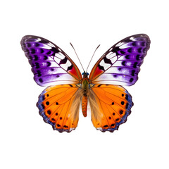 butterfly isolated on transparent 