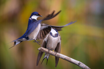 White throated swallow flying to perch where its mate is sitting