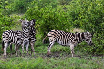 Fototapeta na wymiar Two zebras reacting to the back end of another zebra