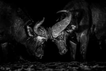 Fototapete Büffel Two male buffalo fighting at night