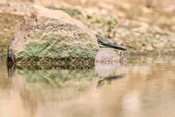 Green-backed heron hiding behind rock while hunting