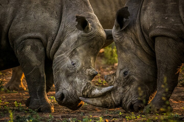 Two white rhinos fighting each other - obrazy, fototapety, plakaty