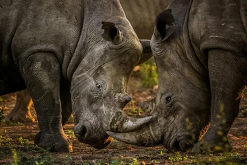 Tuinposter Two white rhinos fighting each other © John
