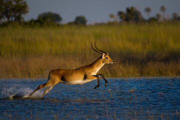 Antelope jumping across shallow river in the Okavango Delta