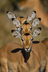 Three impalas standing in a line with their heads