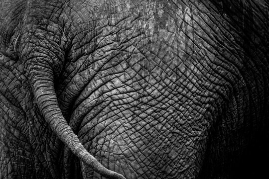 Tail of elephant over textured skin
