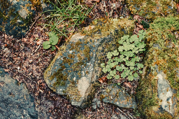 Clover next to lichen on stone