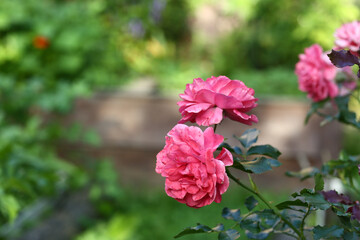 pink roses closeup photo on beautiful summer sunny garden background
