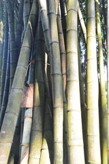 selective focus, background of bamboo plants in the forest, bamboo can be used for building construction materials and handicrafts.