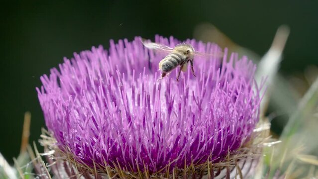 Close up of a bee landing on a purple thistle flower and gathering nectar in a breezy summer field