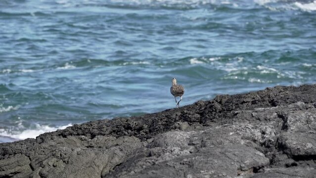 A whimbrel, numenius phaeopus, a wading bird with long curved beak, walking around on the lava rocks of pacific coastline at the galapagos islands in Ecuador.