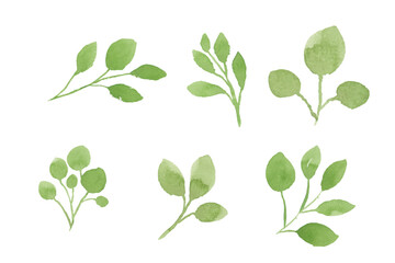 Set of watercolor leaves illustration - green leaf branches collection for wedding, greetings, stationary,  wallpapers, fashion, background. olive, green leaves, Eucalyptus etc