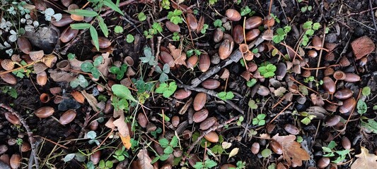 Oak acorns showered on the ground. Autumn cover of the land under the tree of oak from fallen...