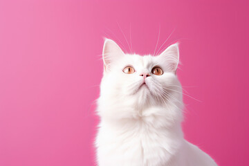 white cat looking up at pink background, surprised look, generative ai 