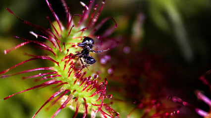 Drosera rotundifolia. An ant stuck to the hairs of a Sundew leaf. A carnivorous plant species.