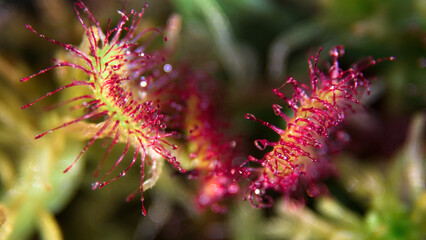 Close-up. Sundew leaf with sticky hairs. A carnivorous species of flowering plant. Drops of mucus on the tips of Drosera hairs.