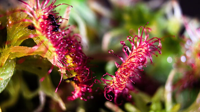 Drosera hairs with sticky droplets of mucus to trap insects. Sundew catching and digesting a ant.