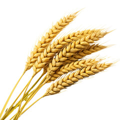 Wheat ears isolated on white transparent background, PNG