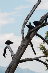 Crows Fighting for Food on a Dead Tree With a Blue Sky | Jackson Hole, Wyoming, USA