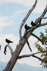 Crows Fighting for Food on a Dead Tree With a Blue Sky | Jackson Hole, Wyoming, USA