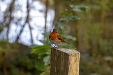 Robin red breast on a post - Powered by Adobe