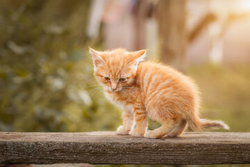 red kitten in green grass - 663442358