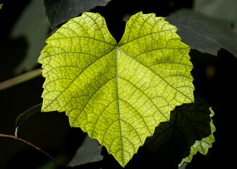 Leaf of a Grape Tree - Green Heart 