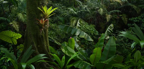 Foto op Canvas Large tree in the jungle with a bromeliad on its trunk © quickshooting