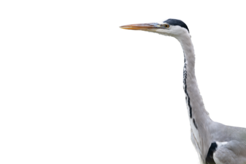 Portrait of a Graceful Grey Heron on white backdrop