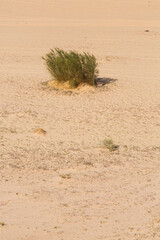 Green plant in Sinai desert, Sinai peninsula, Egypt