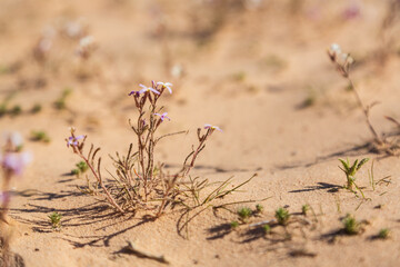 Blossoming flowers in the desert in Sinai peninsula, Egypt