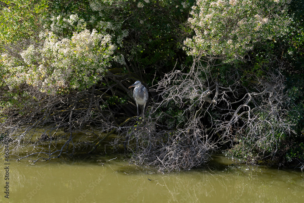 Wall mural Grey Heron perched on a branch near a pond, South of France